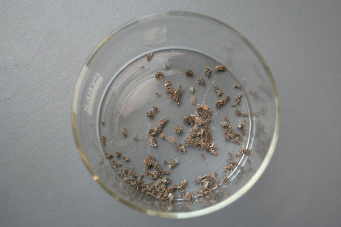 Moth remains removed during cleaning